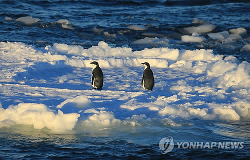 동남극 로스해 유빙 위읭 아델리 펭귄 두 마리