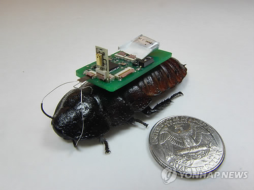 대형 건물 붕괴 등 재난이 발생했을 때 생존자가 내는 소리를 인식해 수색을 돕는 '사이보그 바퀴벌레'가 개발됐다.