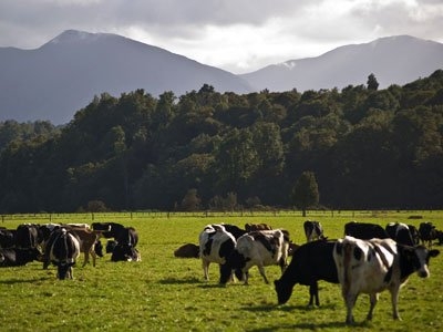 Newzealand Dairy