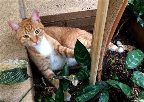 2천마일을 유랑한 케빈