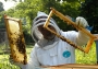 백악관 ‘꿀벌 구하기’ 대작전