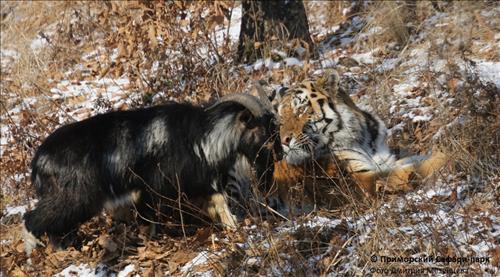 친구가 된 호랑이 아무르와 염소 티무르