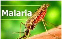 말라리아