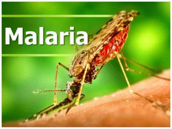 말라리아