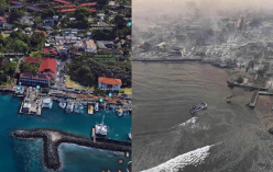 화와이 산불 전후 모습
